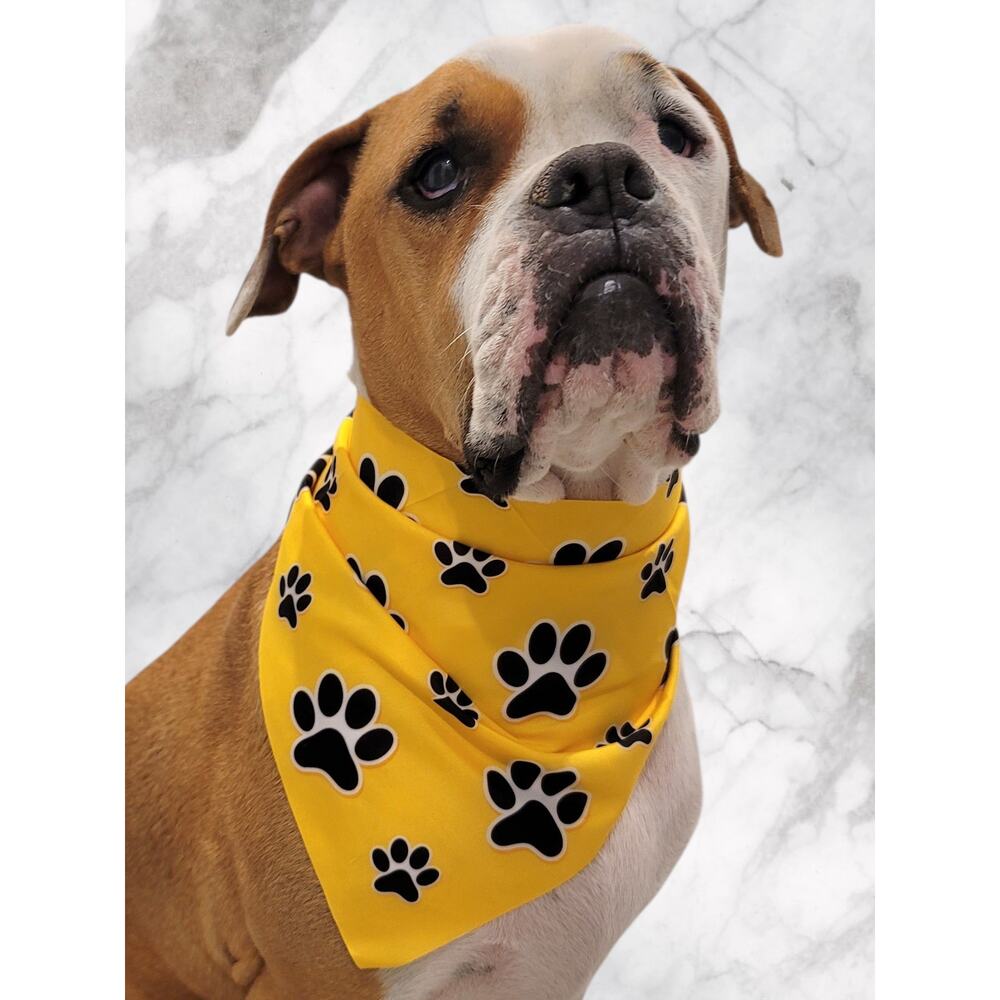 Yellow Pet Bandana Black Paw Print